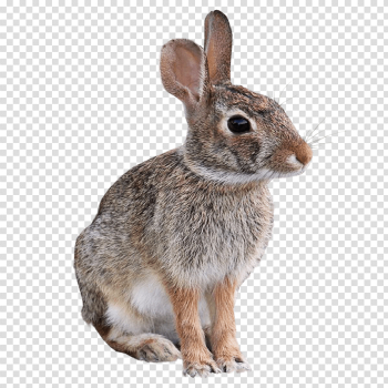 Wild Rabbit Animal PNG Image Transparent Background