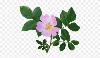 Wild Rose Clipart Wild Rose Clipart
