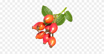 Wild Rose Hips - Wild Rose Hips Png Wild Rose Hips - Wild Rose Hips Png