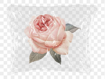 Wild rose png plastic bag | Free PNG - rawpixel