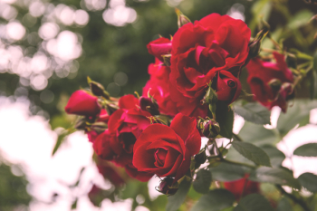Wild roses Wild roses