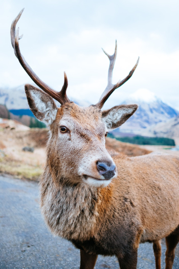 Wild Stag Wild Stag