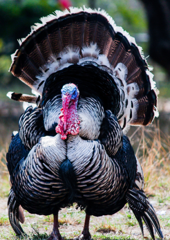 Wild Turkey Wild Turkey