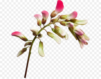 Wildflower Birthday - flower 