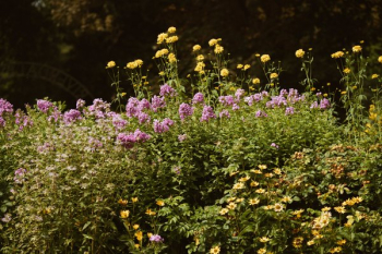 Wildflower Bushes Wildflower Bushes