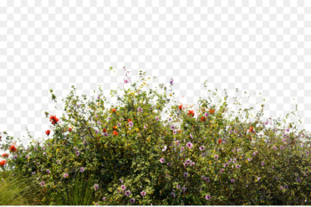 Wildflower Desktop Wallpaper - Bush 
