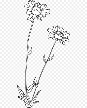 Wildflower Drawing Clip art - Gerald G 