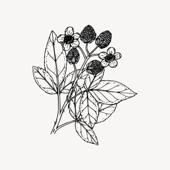 Wildflower drawing, floral illustration vector. | Free Vector Illustration - rawpixel