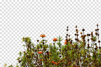 Wildflower Groundcover, Watercolor plants transparent background PNG clipart