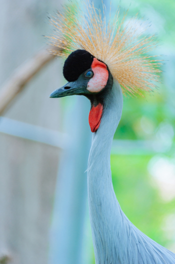 Wildlife Photography of Blue Goose Wildlife Photography of Blue Goose