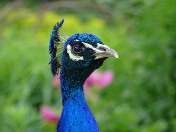 Wildlife Photography of Blue Peacock Wildlife Photography of Blue Peacock