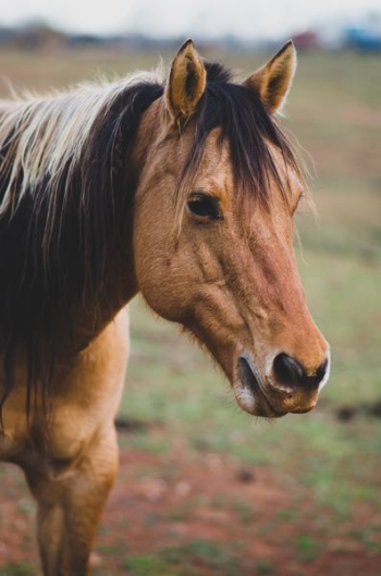 wildlife photography of brown horse wildlife photography of brown horse