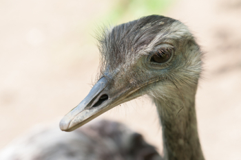 Wildlife Photography of Brown Ostrich Wildlife Photography of Brown Ostrich