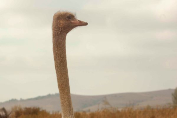 wildlife photography of gray ostrich wildlife photography of gray ostrich