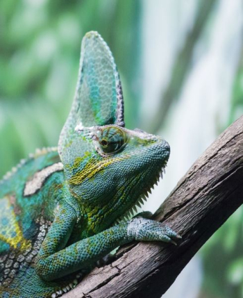 wildlife photography of green reptile wildlife photography of green reptile