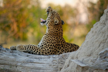 wildlife photography of jaguar wildlife photography of jaguar