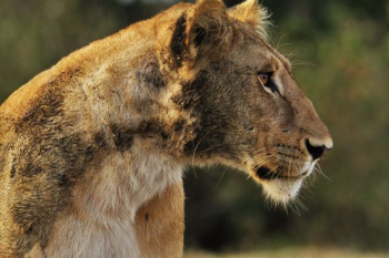 wildlife photography of lioness wildlife photography of lioness