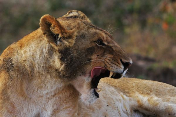wildlife photography of lioness wildlife photography of lioness
