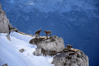 wildlife photography of mountain goats wildlife photography of mountain goats