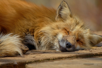 Wildlife Photography of Resting Fox Wildlife Photography of Resting Fox