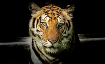 Wildlife Photography of Tiger Wildlife Photography of Tiger