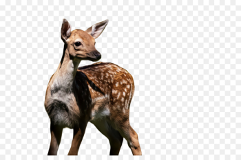 wildlife terrestrial animal roe deer animal figure fawn wildlife terrestrial animal roe deer animal figure fawn