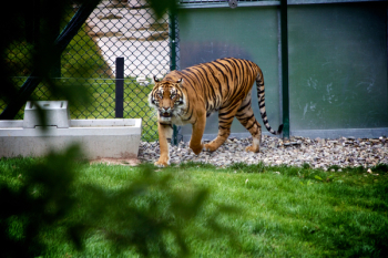 Wildlife Tiger Free Photo Wildlife Tiger Free Photo