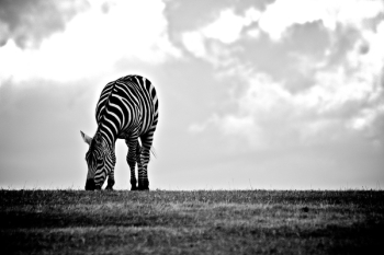          Wildlife Zebra Eating Black White Free Photo     