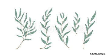 Willow eucalyptus branches with leaves vector illustration Willow eucalyptus branches with leaves vector illustration