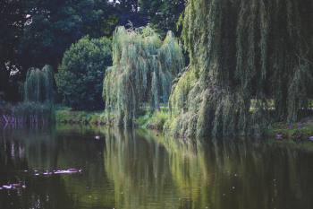 Willow that grow along the river Willow that grow along the river