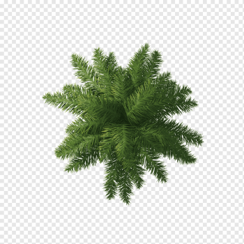 Willow Tree Arecaceae, Palm tree, sago palm plant, leaf, tree Branch, presentation png