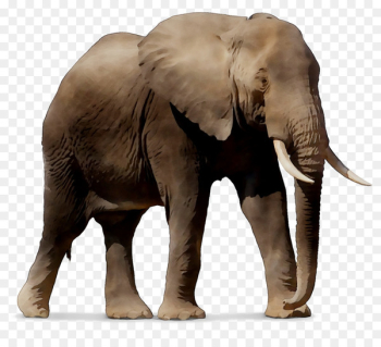 Windows SharePoint Services Indian elephant African elephant Android -  