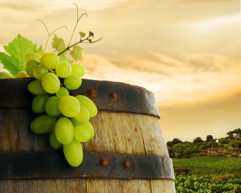 Wine barrel and grapevine with vineyard in background
