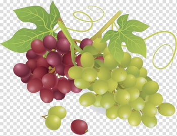 Wine Common Grape Vine Fruit, grape transparent background PNG clipart Wine Common Grape Vine Fruit, grape transparent background PNG clipart