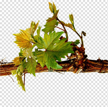 Wine Food Tree VinVillage, LLC, wine transparent background PNG clipart Wine Food Tree VinVillage, LLC, wine transparent background PNG clipart