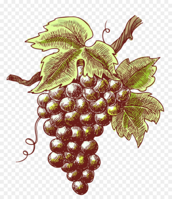 Winery Vintage Mosel - Retro grapes Winery Vintage Mosel - Retro grapes