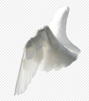 Wing PNG Wing PNG