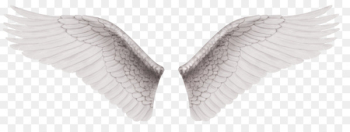 Wing White Clip art - White Wings Wing White Clip art - White Wings