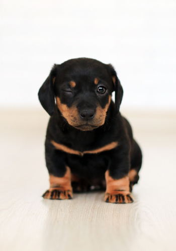 Winking Black And Brown Puppy Winking Black And Brown Puppy