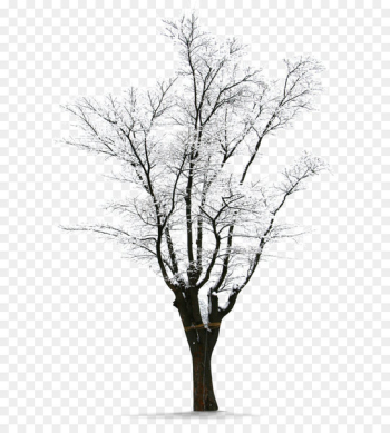 Winter Download Snow - Winter snow Trees Winter Download Snow - Winter snow Trees