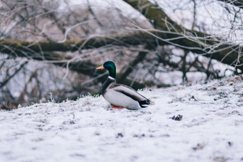 Winter duck Winter duck