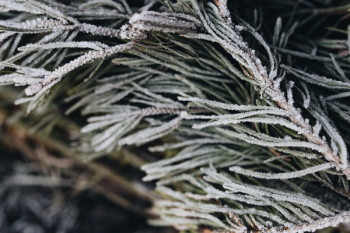 Winter freeze Winter freeze