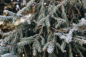 Winter freeze Winter freeze
