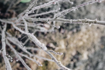 Winter freeze Winter freeze