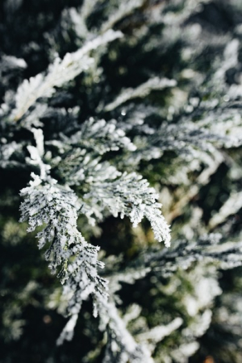 Winter freeze Winter freeze