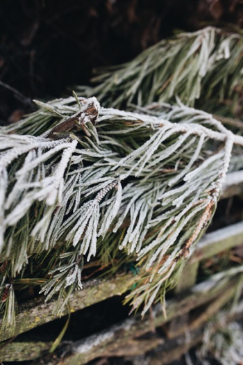 Winter freeze Winter freeze