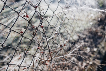 Winter freeze Winter freeze