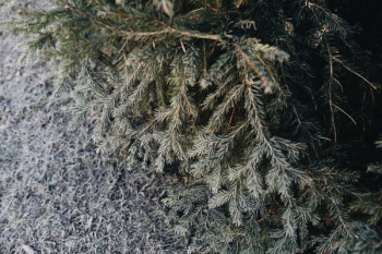 Winter freeze Winter freeze