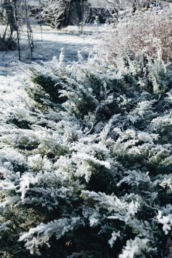 Winter freeze Winter freeze