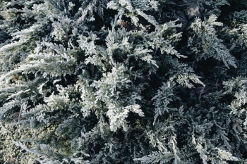 Winter freeze Winter freeze